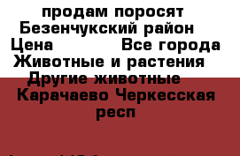 продам поросят .Безенчукский район  › Цена ­ 2 500 - Все города Животные и растения » Другие животные   . Карачаево-Черкесская респ.